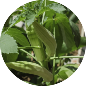 Okra