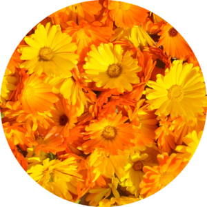 Ringelblume Ringelblume