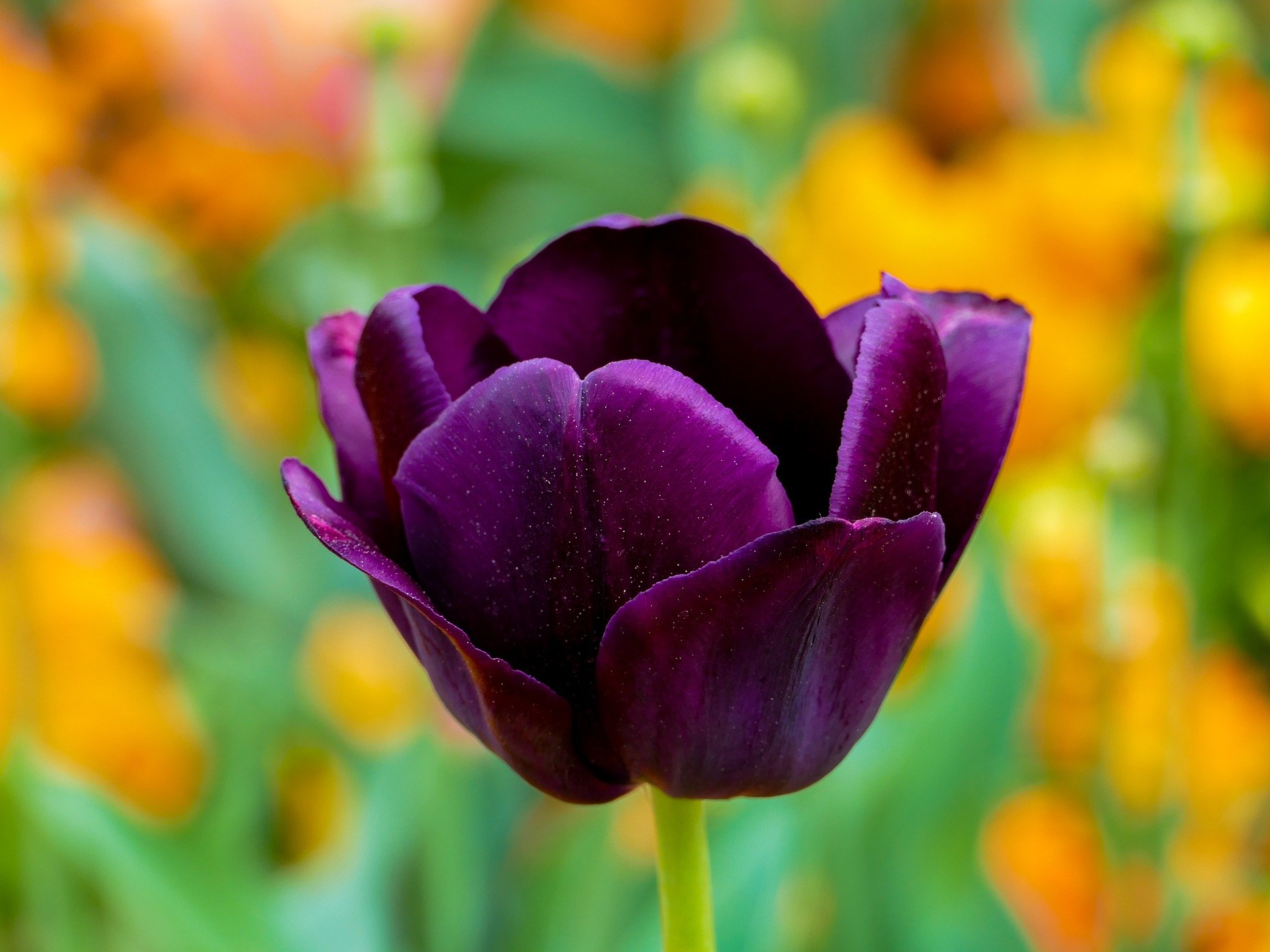 tulip-purple-3360748_1920