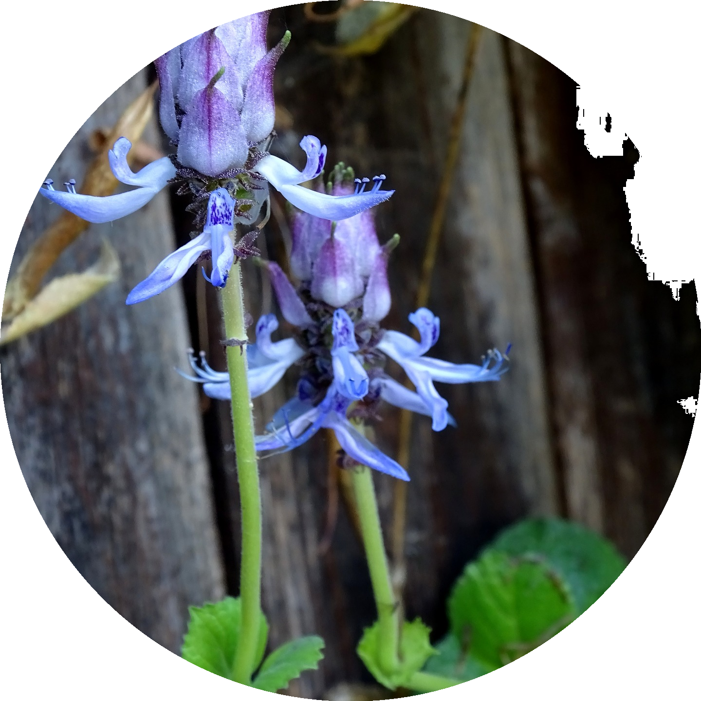 verpiss-dich-pflanze-rund