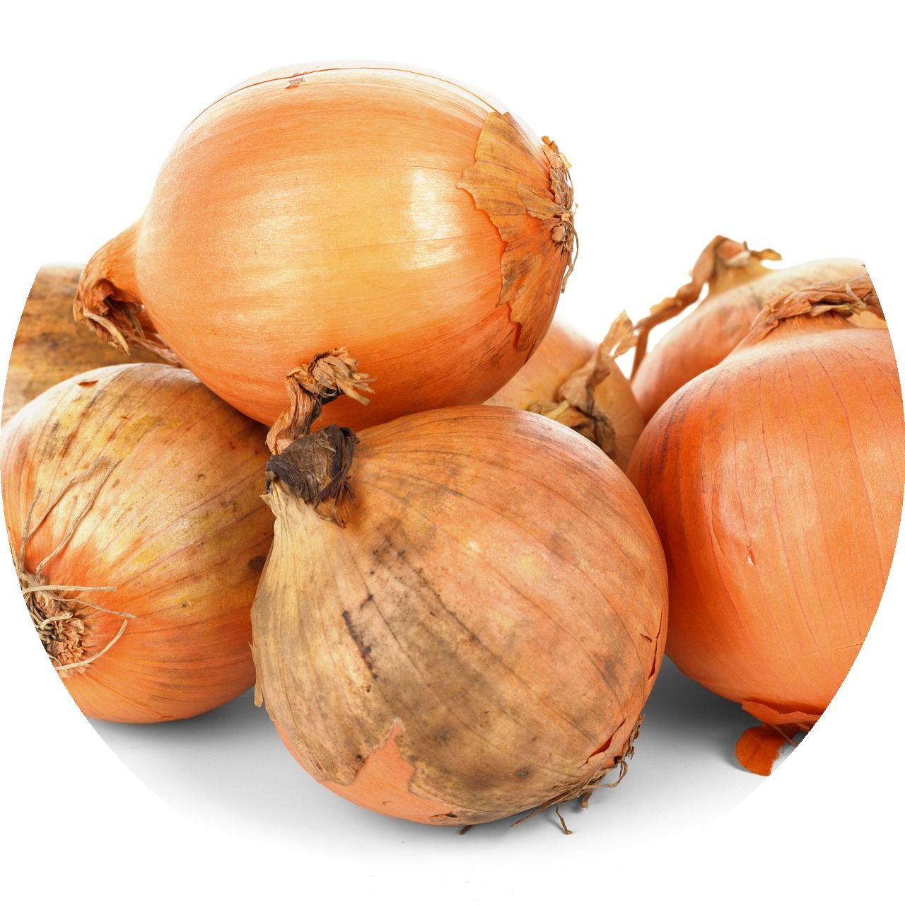 zwiebel-rund