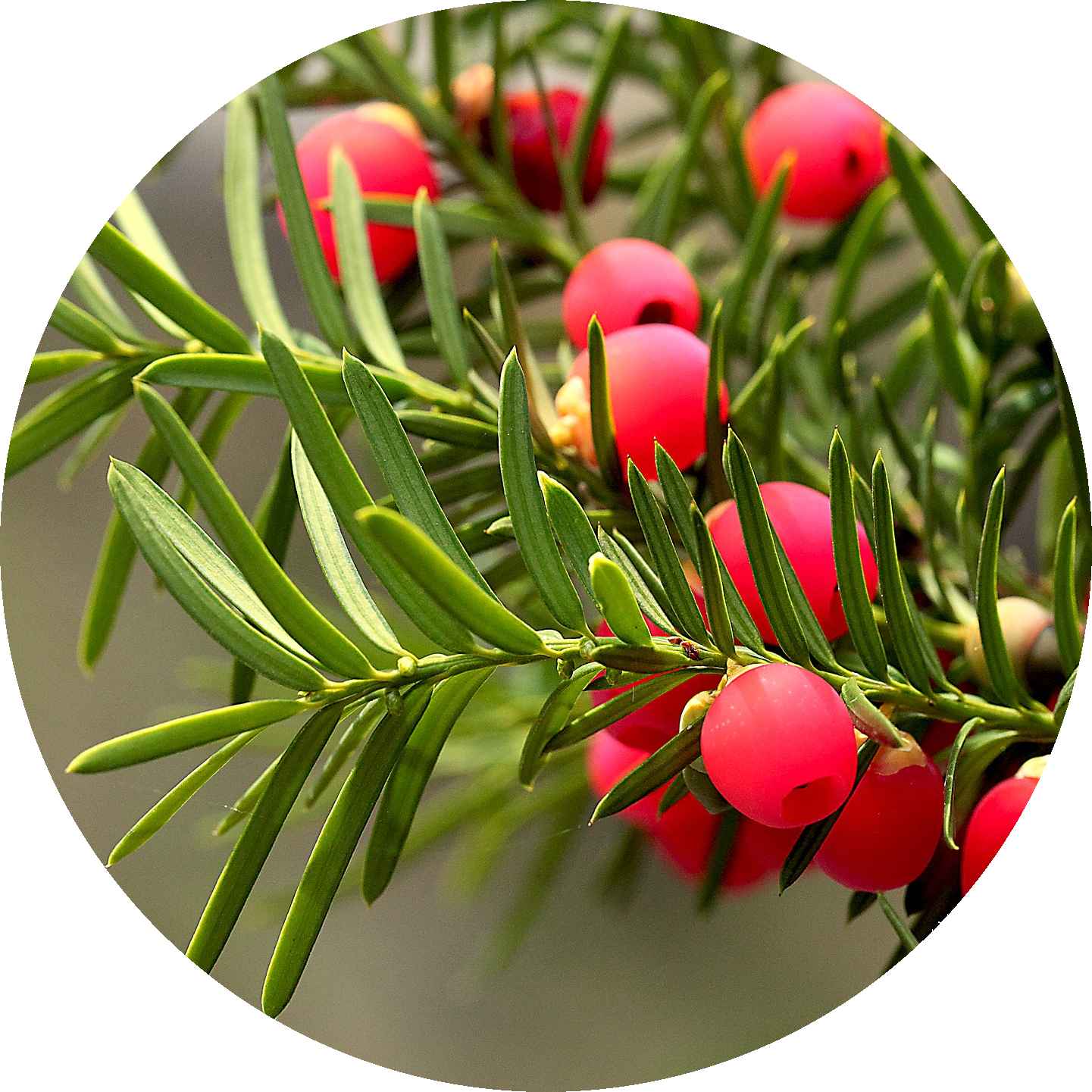 20 gefährliche Giftpflanzen eibe