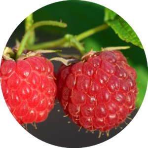 Himbeere