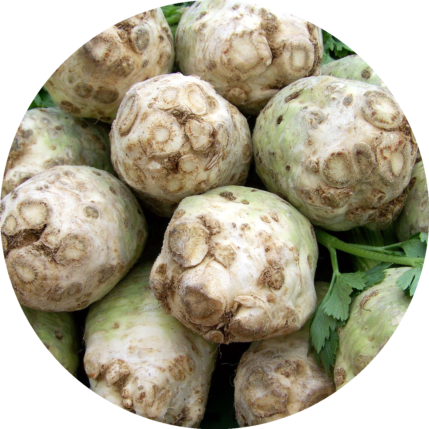 Echter Sellerie sellerie_rund