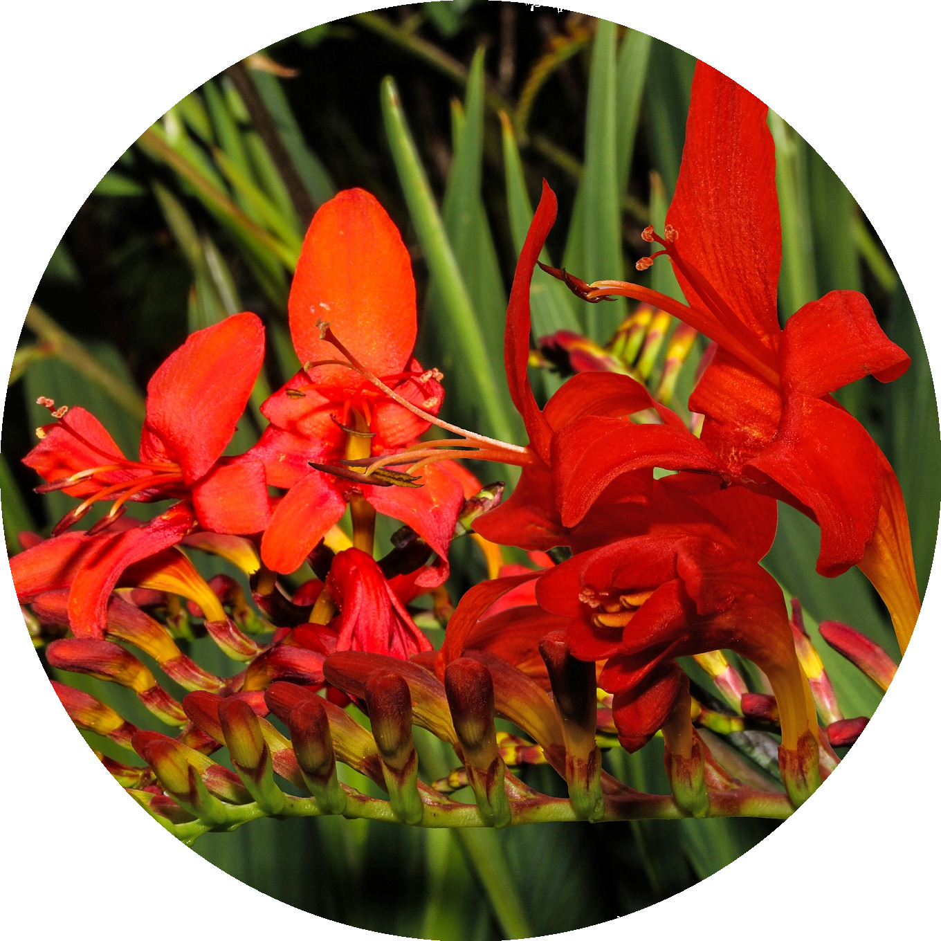 Montbretien montbretien-rund