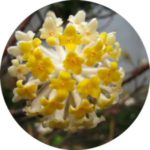 Edgeworthia