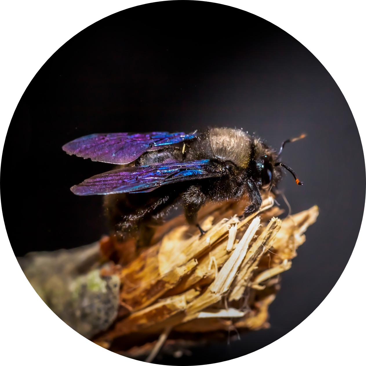 macro-6135226_1920-modified