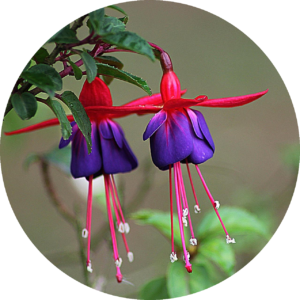 Fuchsien