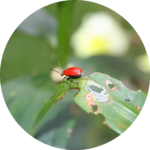 lilienhaehnchen-rund