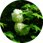 gewoehnlicher-schneeball-rund