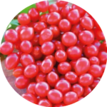 Johannisbeertomate johannisbeertomaten-rund