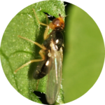 moehrenfliege-rund