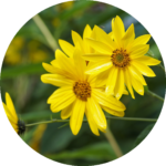 Topinambur topinambur-rund