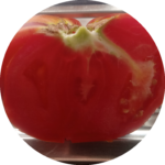 Die größten Tomatensorten riesentomate_rund