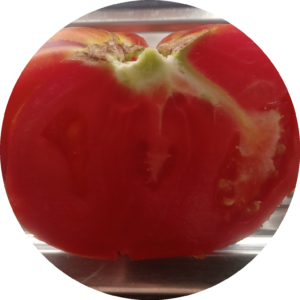 Die größten Tomatensorten