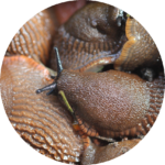 schnecken_bekaempfung