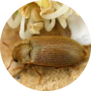 Himbeerkäfer