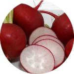 Die größten Radieschen riesenradieschen_rund