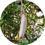 Pflanzen mit lustigen und skurrilen Bezeichnungen leberwurstbaum_rund